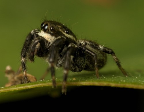 貓跳蛛屬 (Carrhotus)