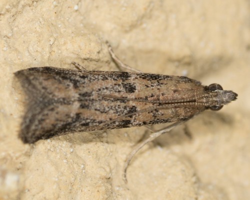 Ephestiodes (Ephestiodes)