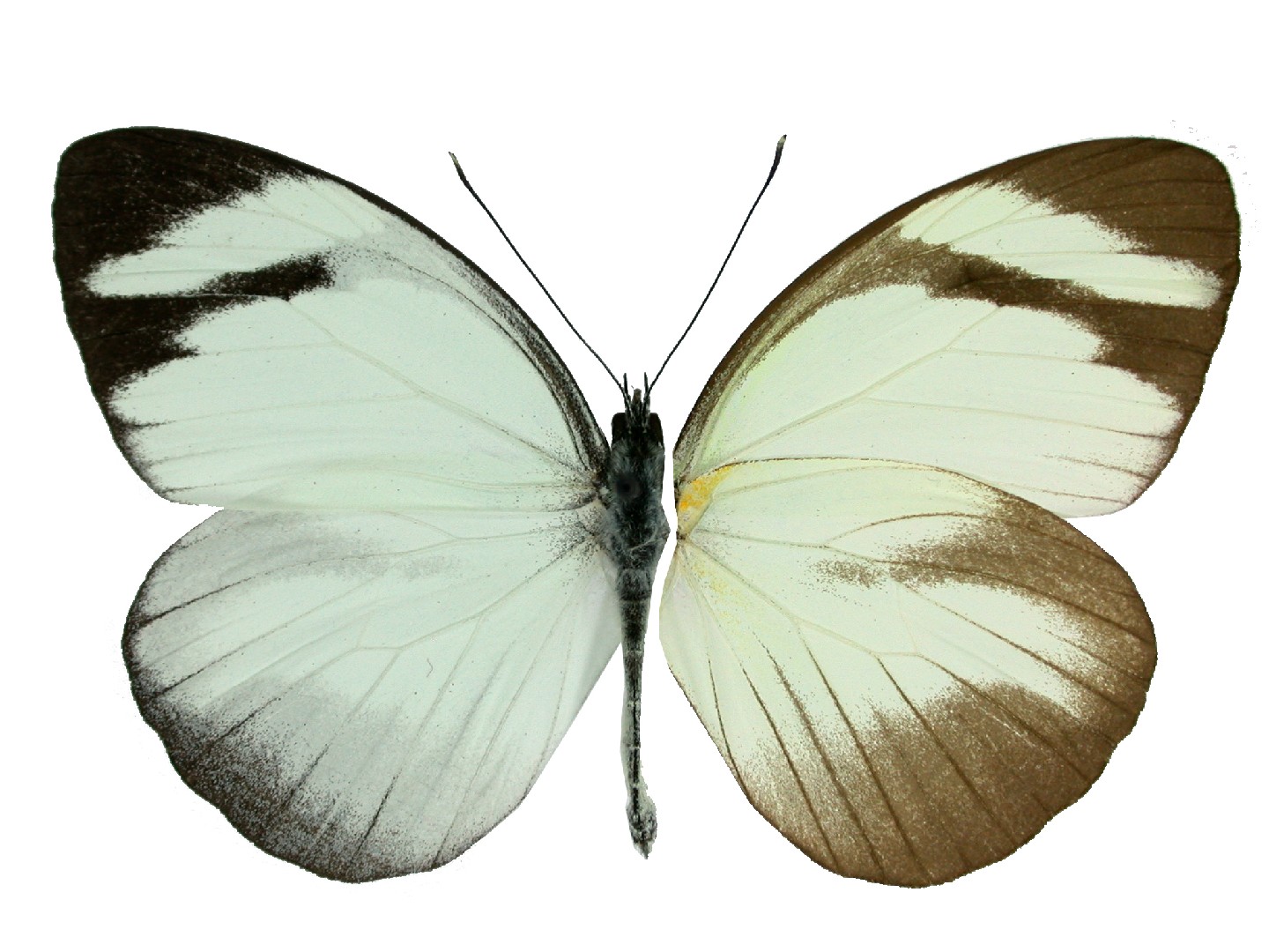 Black-banded white