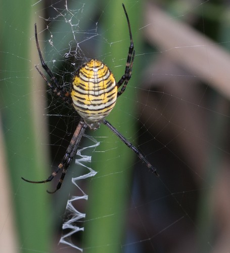 Banded argiope