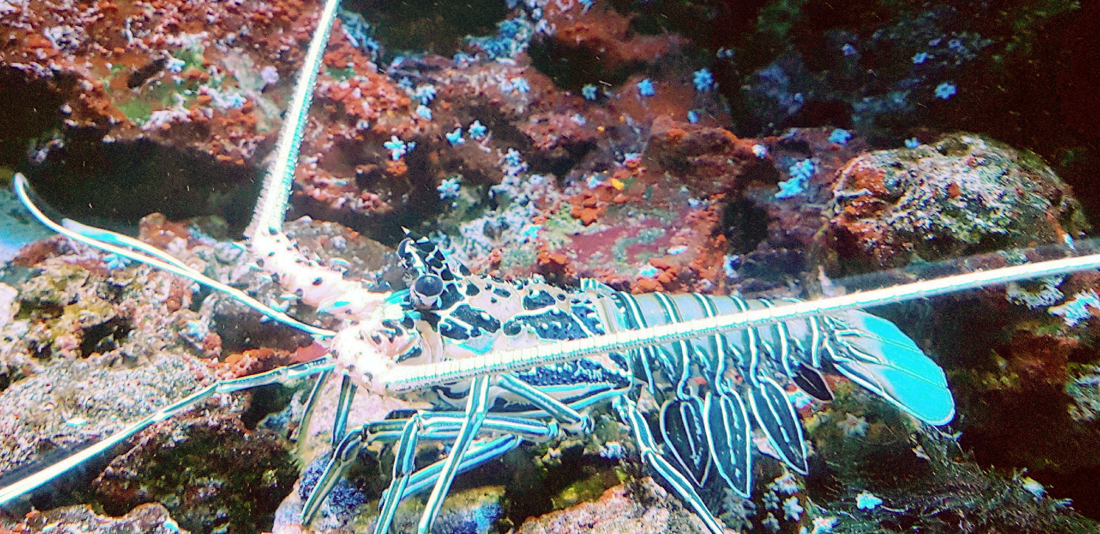 Painted rock lobster
