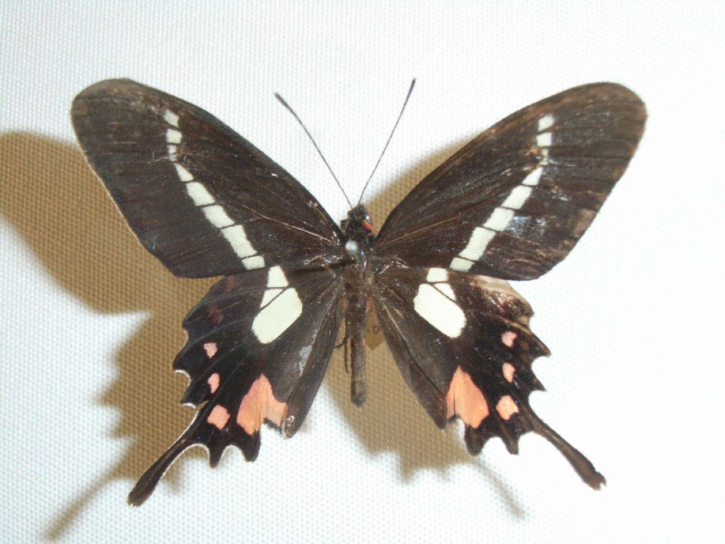 Parides agavus (Parides agavus) - Picture Insect