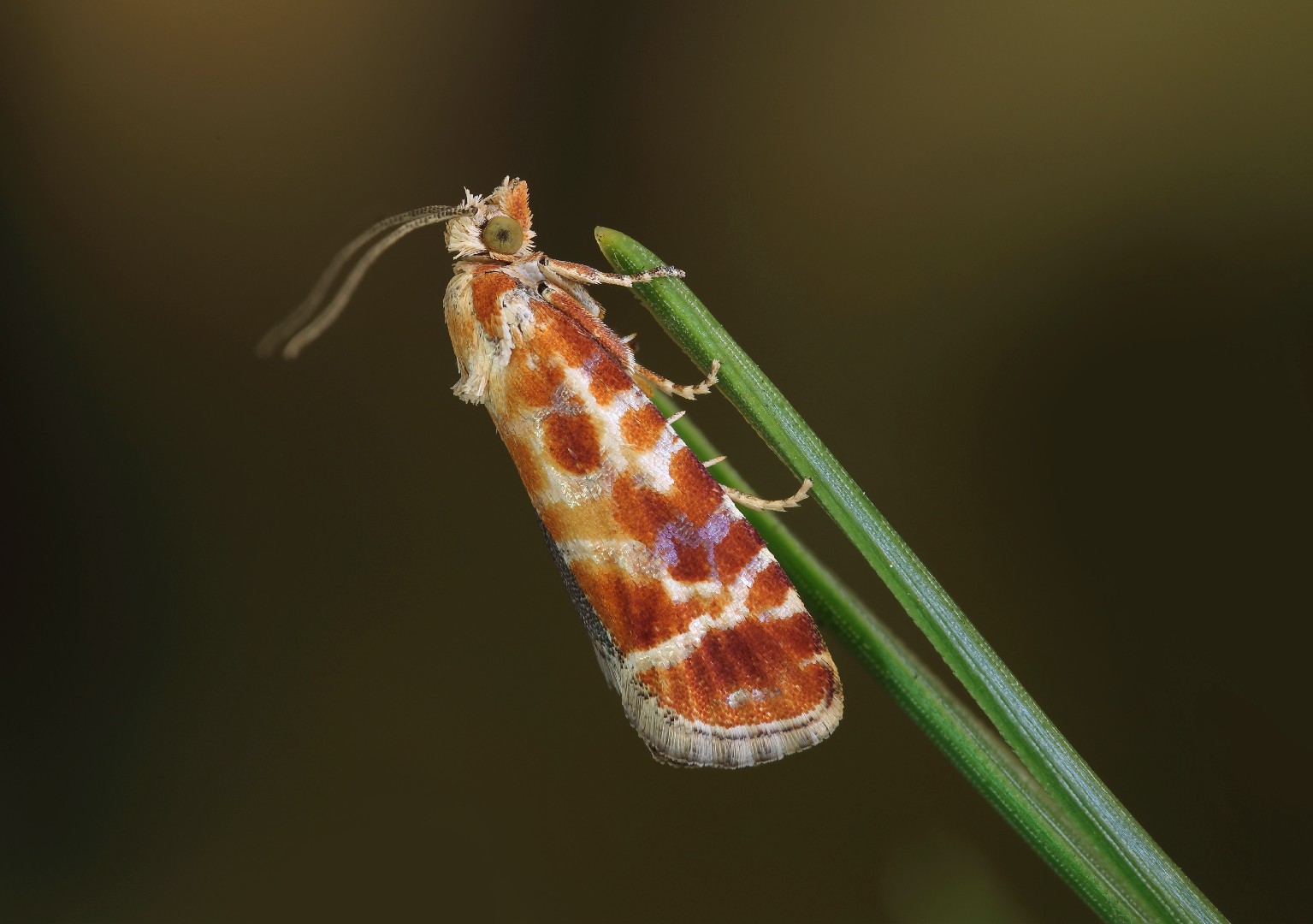 Rhyacionia (Rhyacionia) Picture Insect