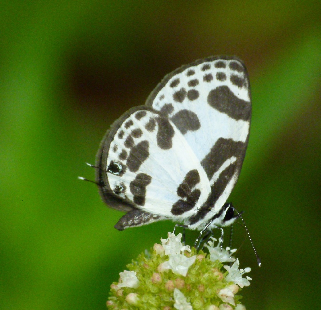 Discolampa (Discolampa)