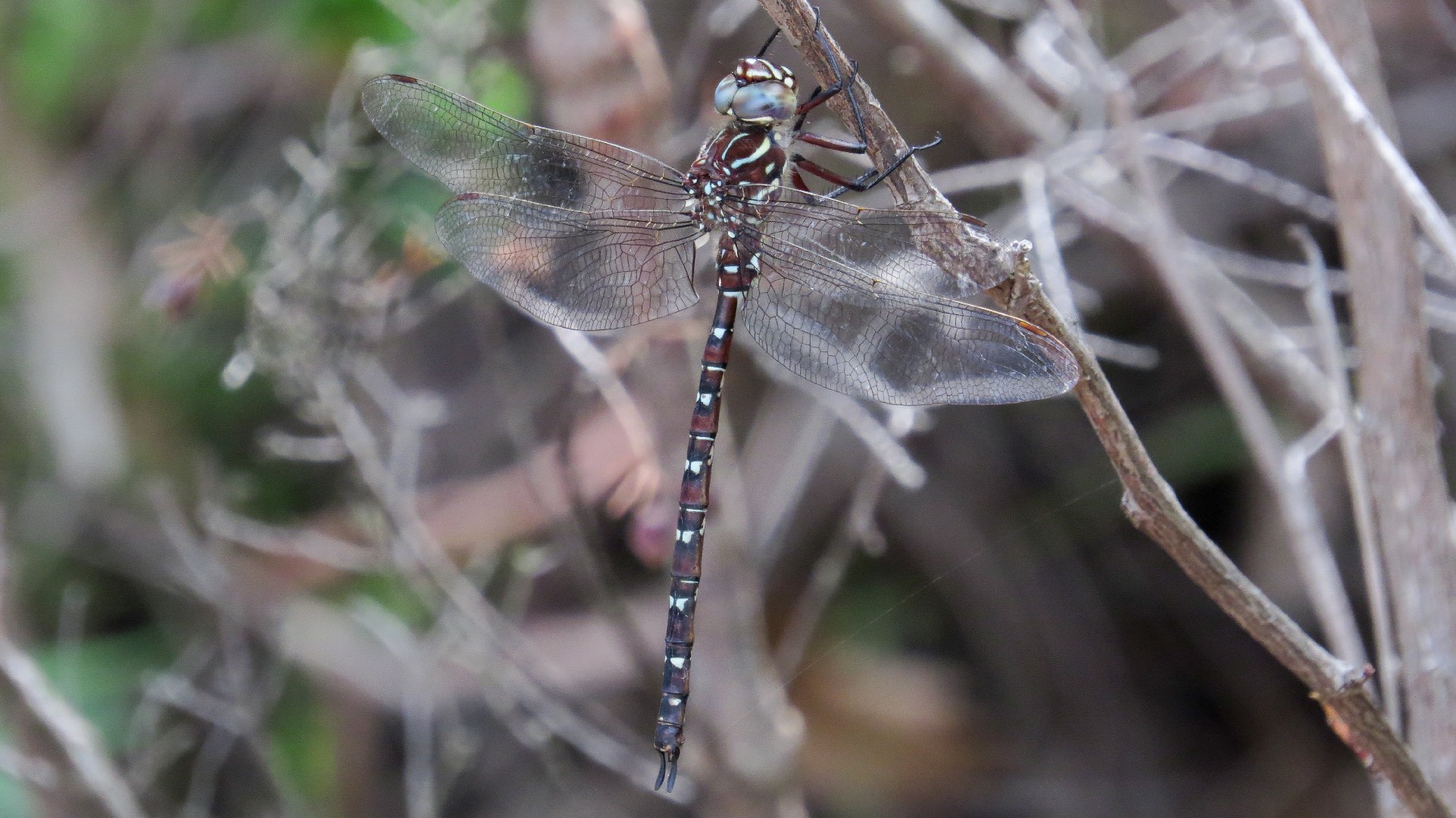 Austroaeschna (Austroaeschna)