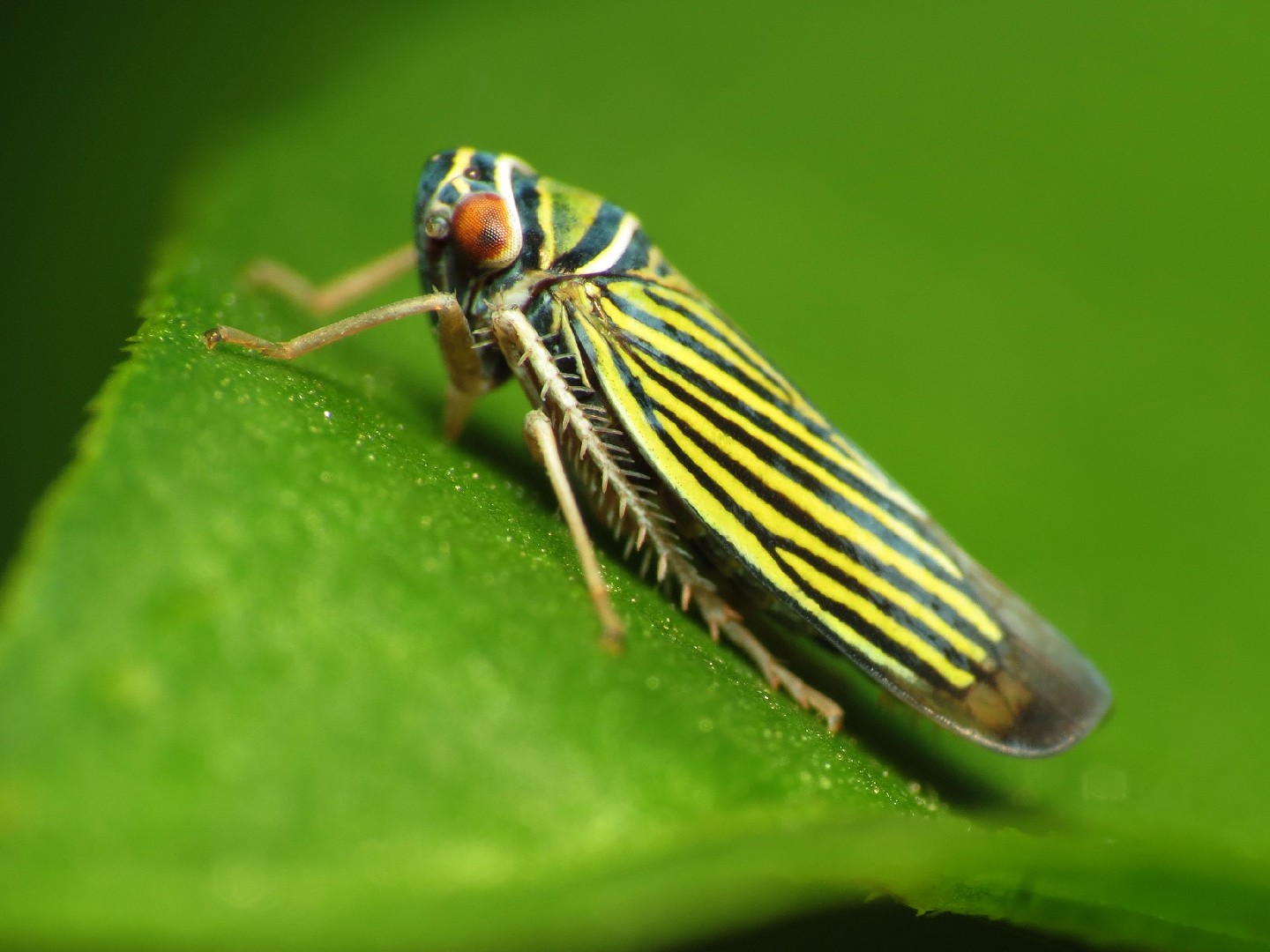 Tylozygus (Tylozygus)