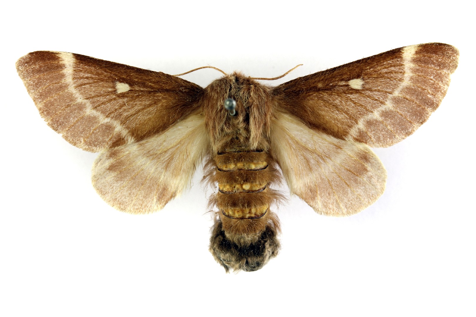 Eriogaster (Eriogaster)