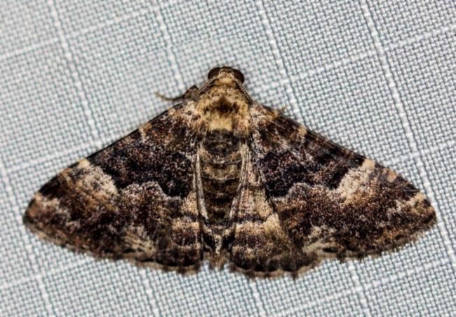 Aporoctena (Aporoctena)