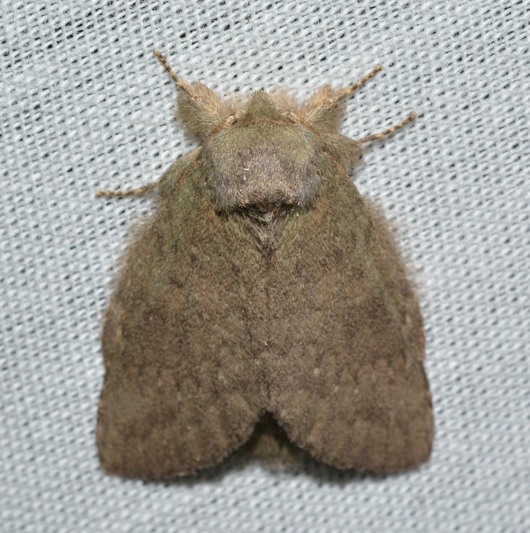 Misogada (Misogada)