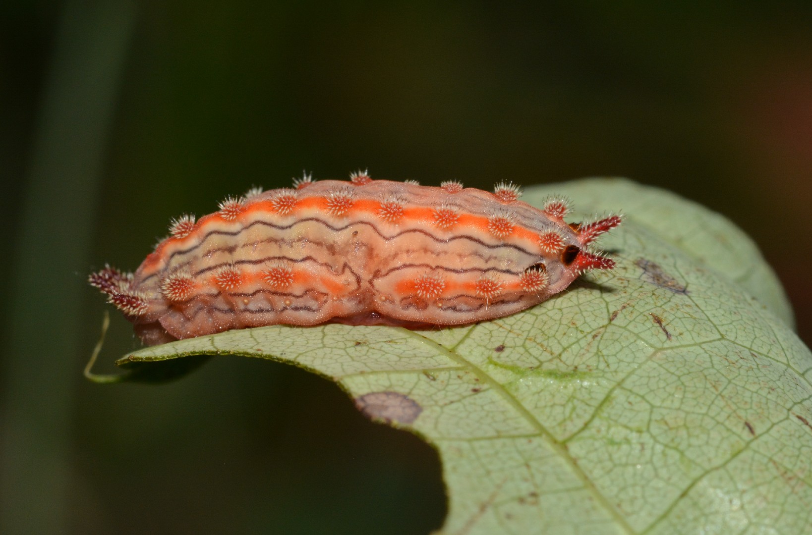 Monoleuca (Monoleuca)