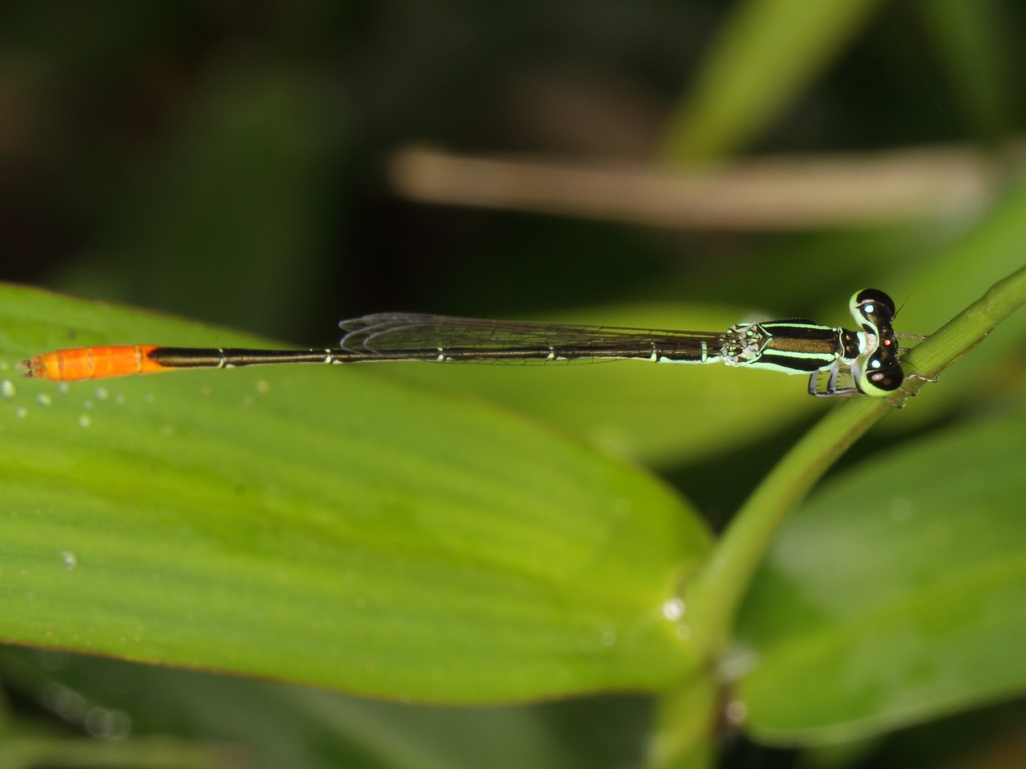 Agriocnemis (Agriocnemis)