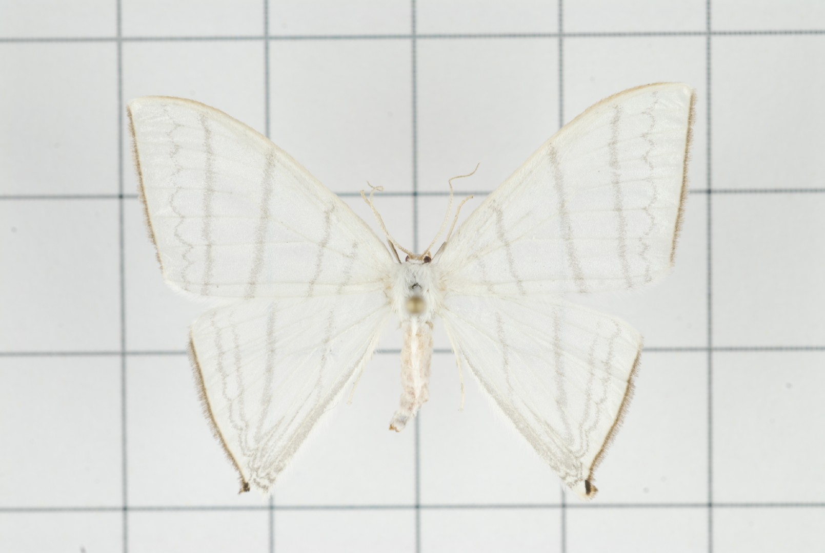 Ditrigona (Ditrigona)