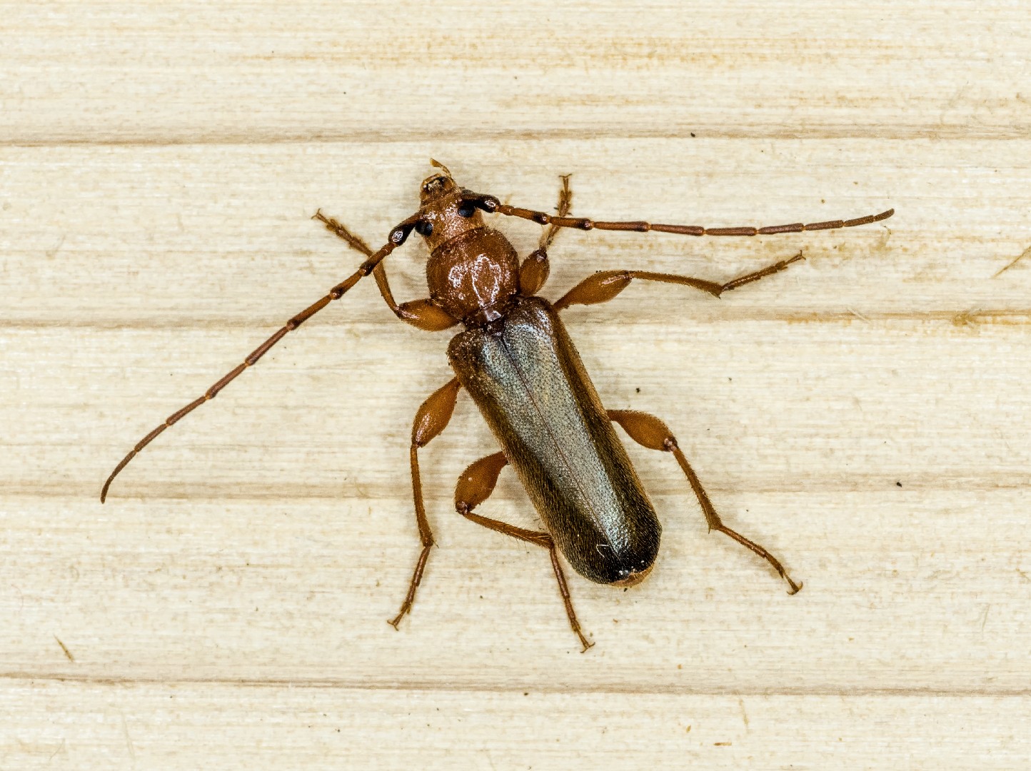 Усач красногрудый дутый (Phymatodes testaceus) - Picture Insect