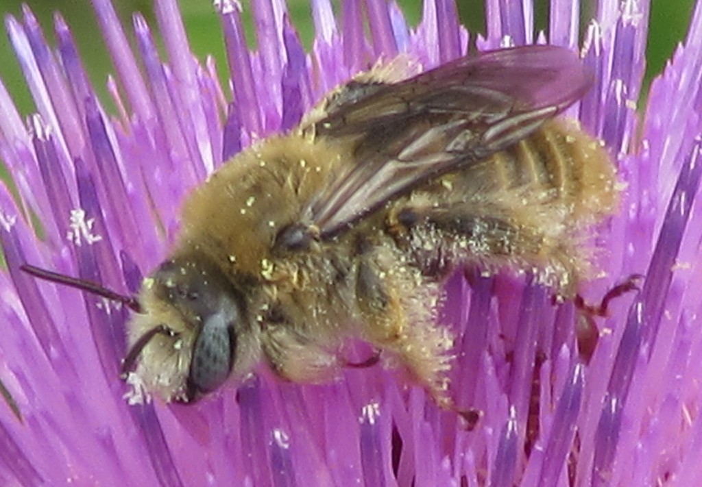 Sunflower bees (Diadasia)