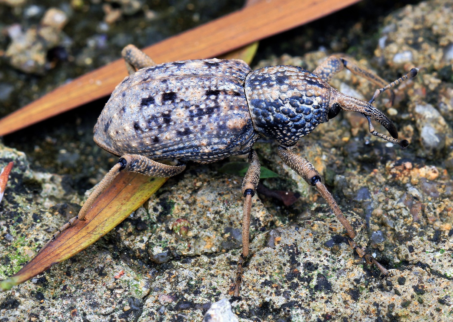 オオゾウムシ属 (Sipalinus)