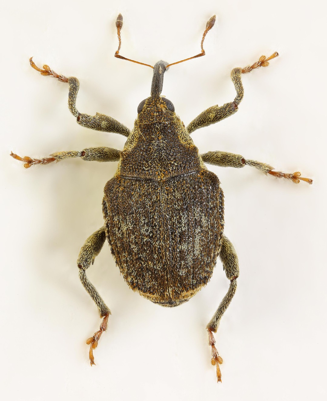 Parethelcus (Parethelcus)