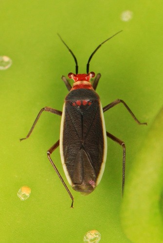 Hesperolabops (Hesperolabops)