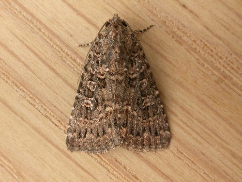 Hypoperigea (Hypoperigea)