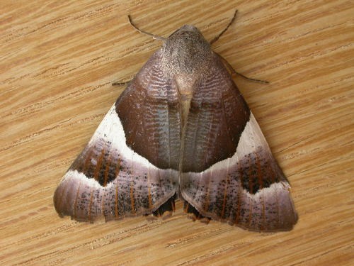 Niceteria (Niceteria)