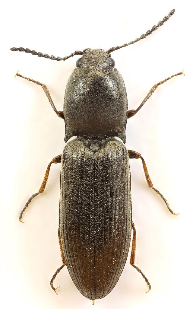 Aplotarsus (Aplotarsus)