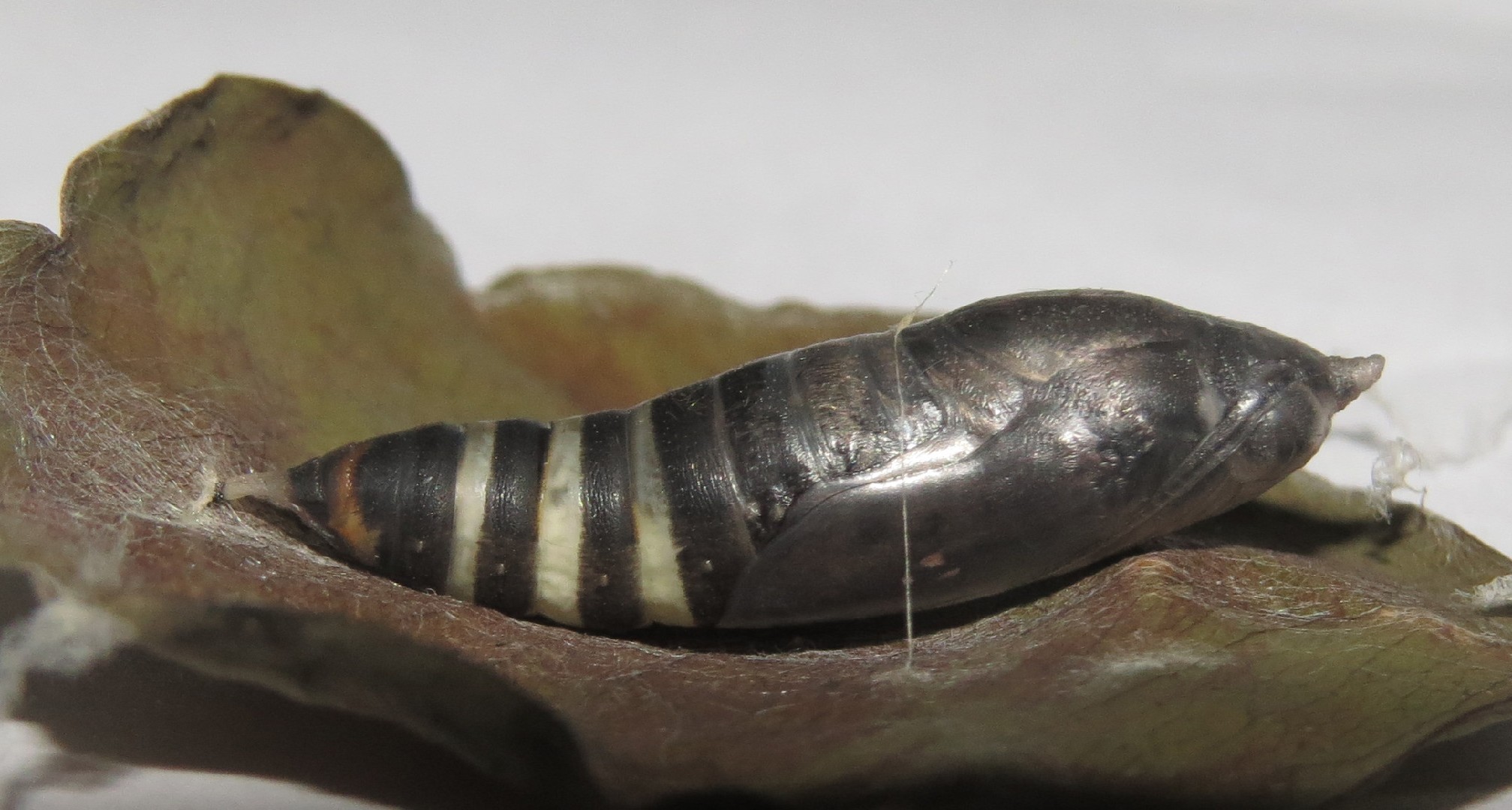 Black angle How to identify it? - Picture Insect