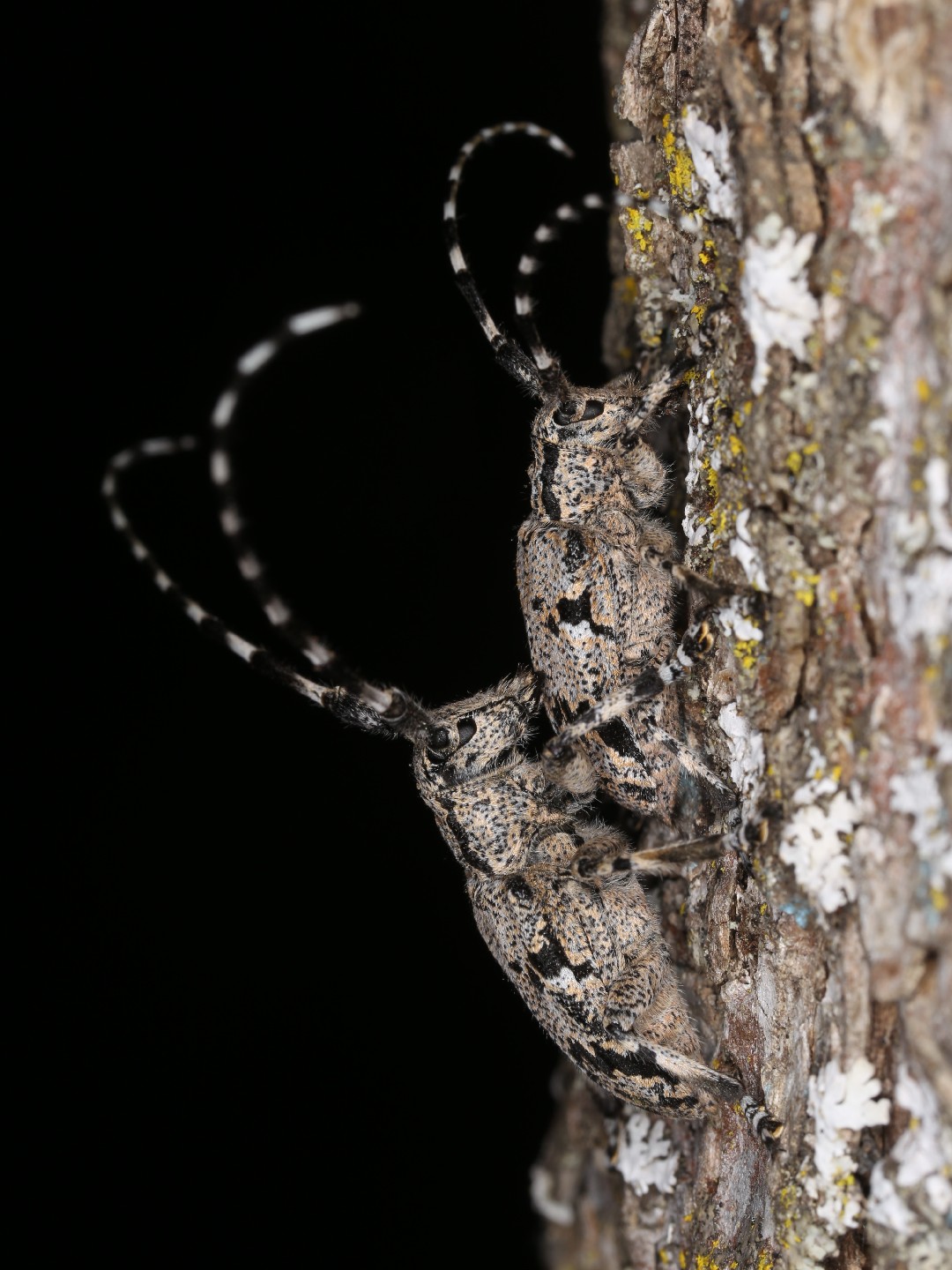 Synaphaeta (Synaphaeta)