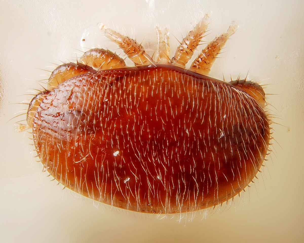Parasitic bee mites (Varroa)