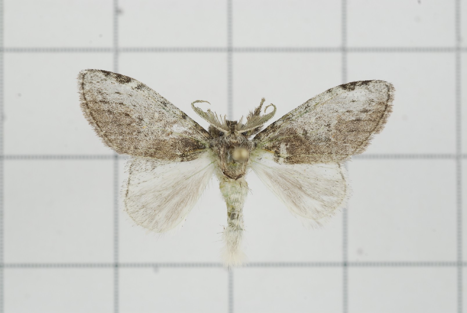 Liparopsis (Liparopsis)