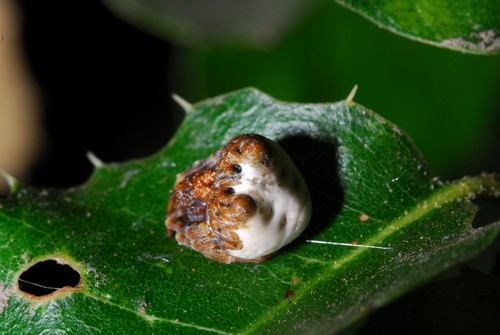 Mastophora cornigera (Mastophora cornigera) Picture Insect