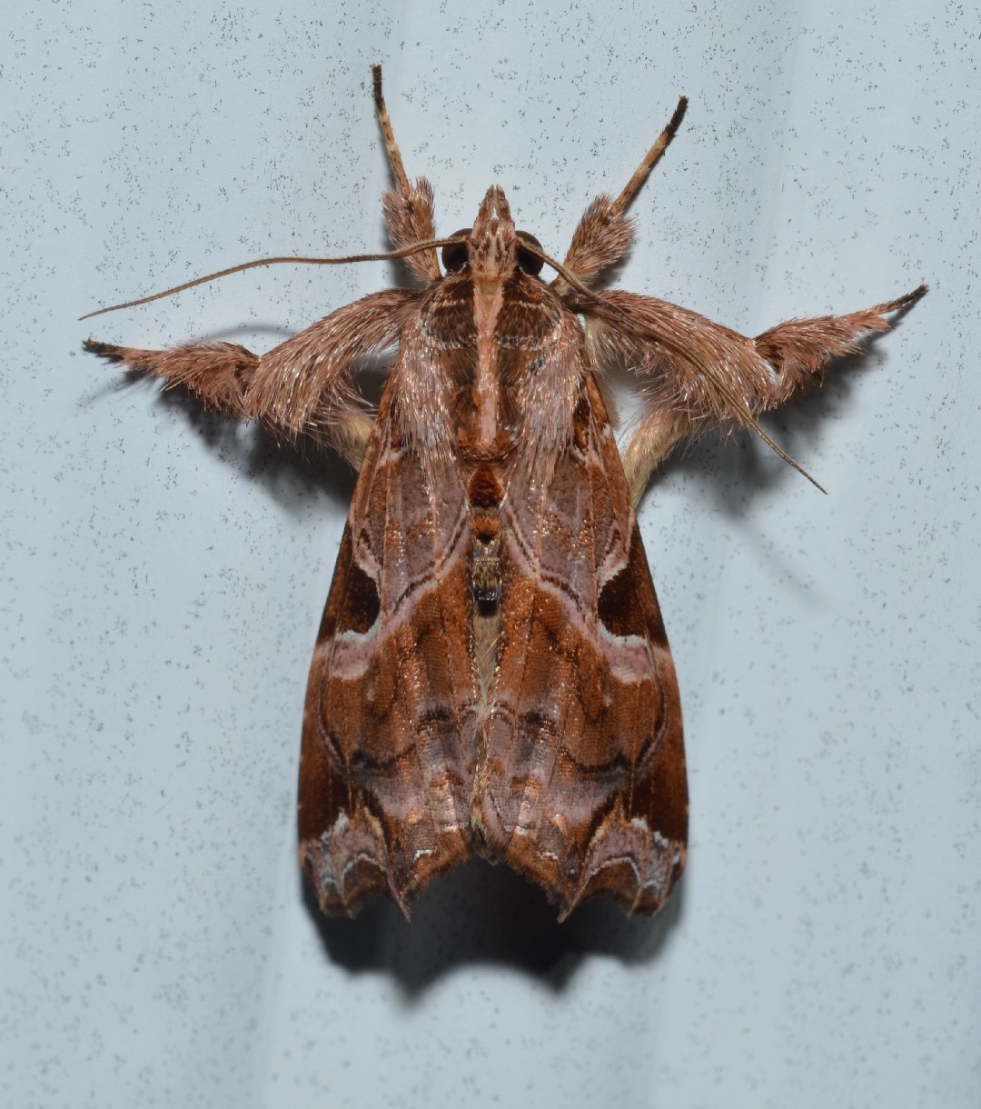 Callopistria (Callopistria)