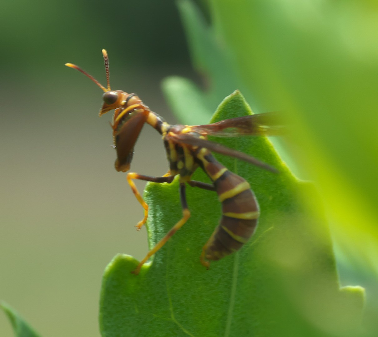 Climaciella (Climaciella)