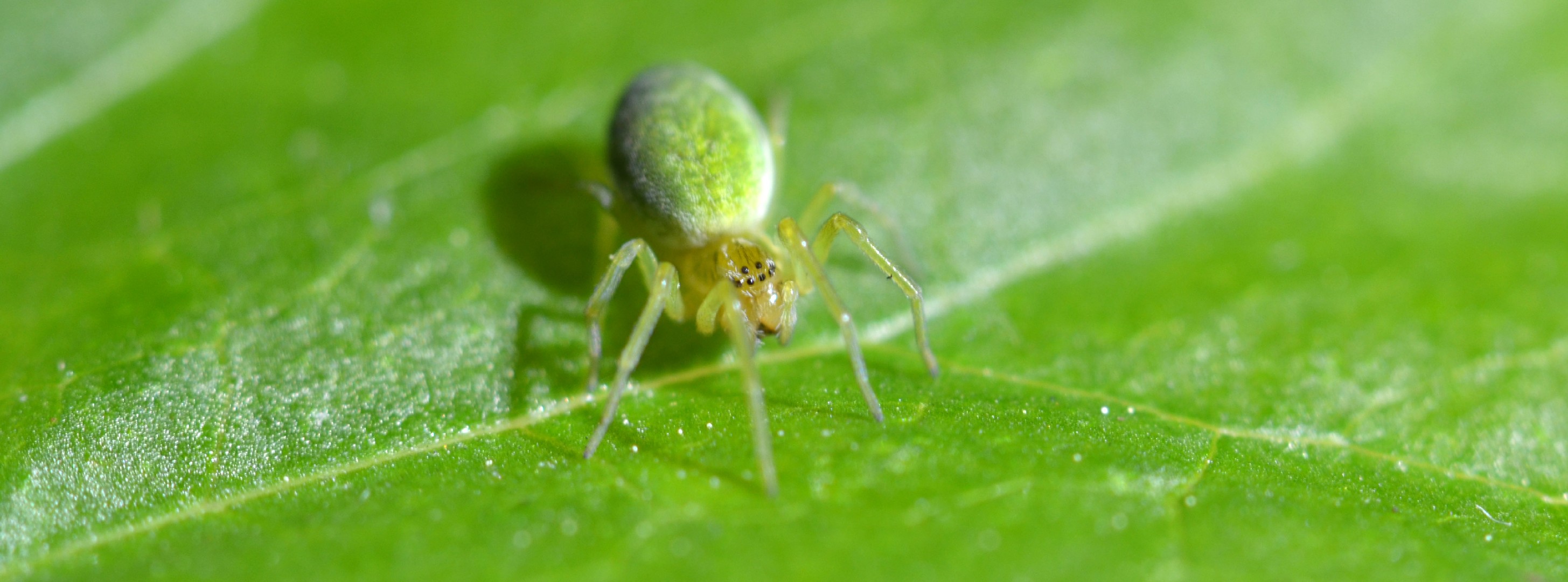 Nigma walckenaeri (Nigma walckenaeri) - Picture Insect