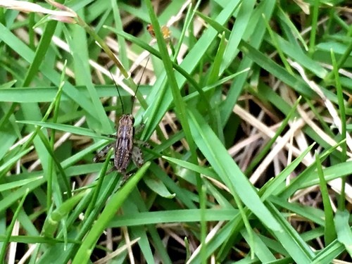 Polionemobius (Polionemobius)