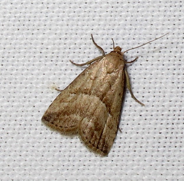 Hypenodes (Hypenodes)