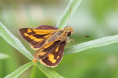 Green grass-dart
