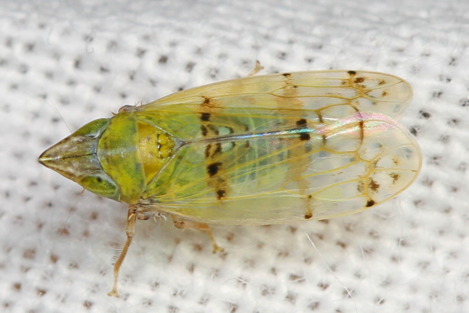 Japananus (Japananus)