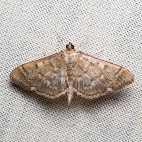 Herpetogramma (Herpetogramma)