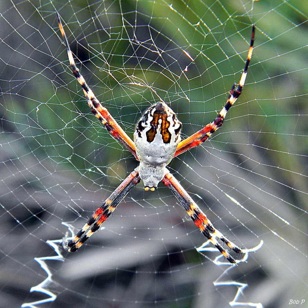 Argiope florida (Argiope florida) - Picture Insect