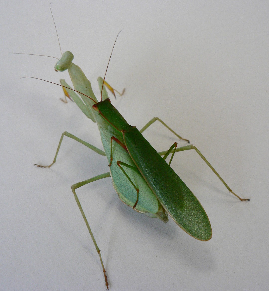 Orthodera novaezealandiae (Orthodera novaezealandiae) - Picture Insect