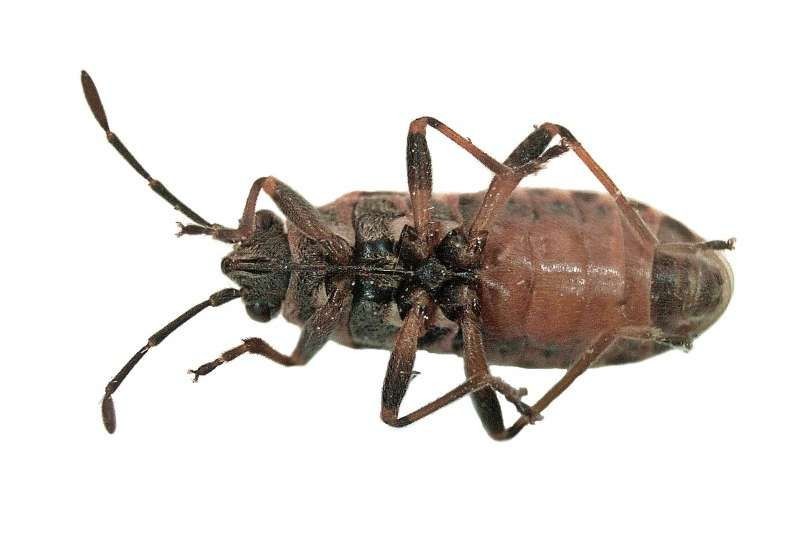 Elmer Insect Elm seed bug How to identify it? - Picture Insect