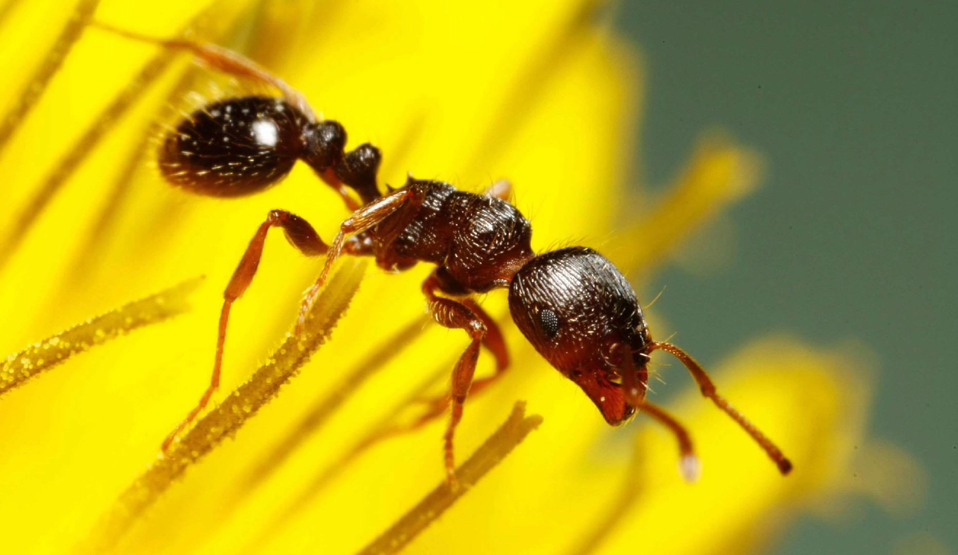 Gemeine rasenameise Erkennung - Picture Insect