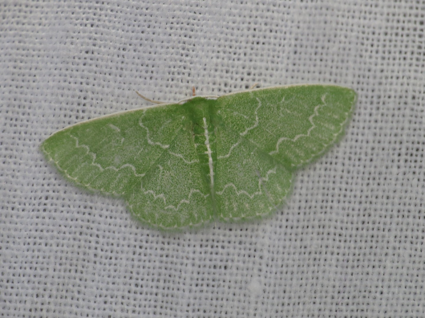 Synchlora (Synchlora)