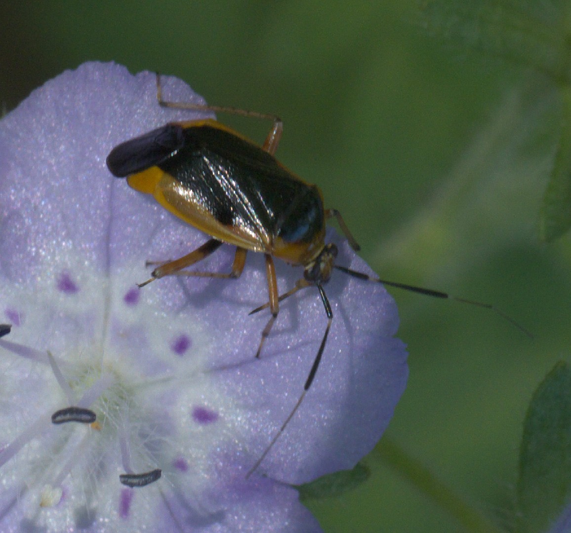 Metriorrhynchomiris (Metriorrhynchomiris)