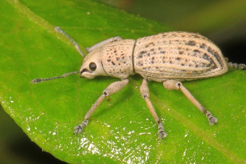 How To Get Rid Of Little Leaf Notcher Weevil? Helpful Tips - What's That  Bug?