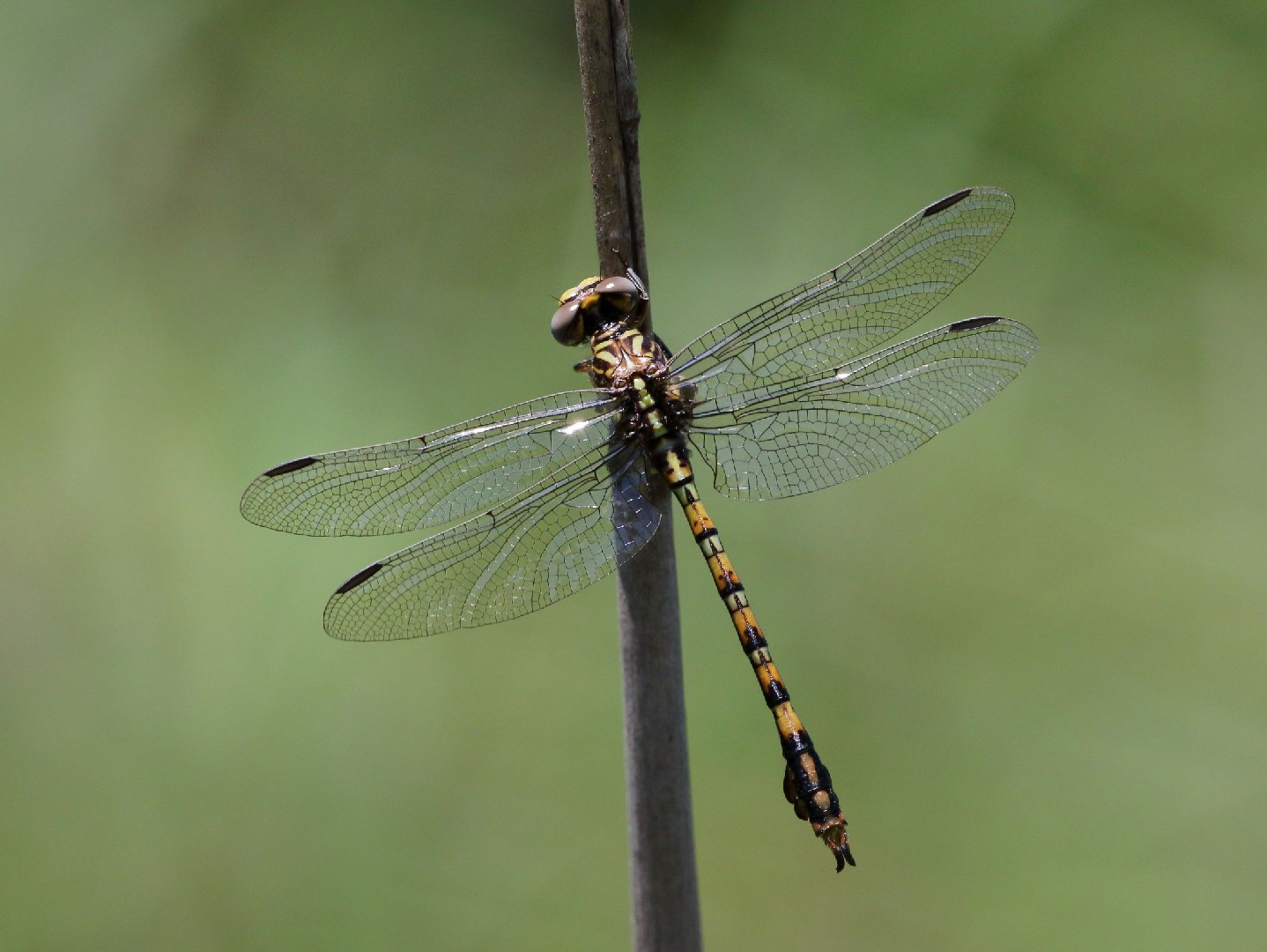 Paragomphus (Paragomphus)