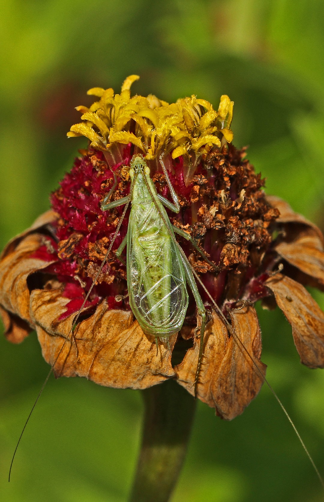 Oecanthus quadripunctatus (Oecanthus quadripunctatus) - Picture Insect