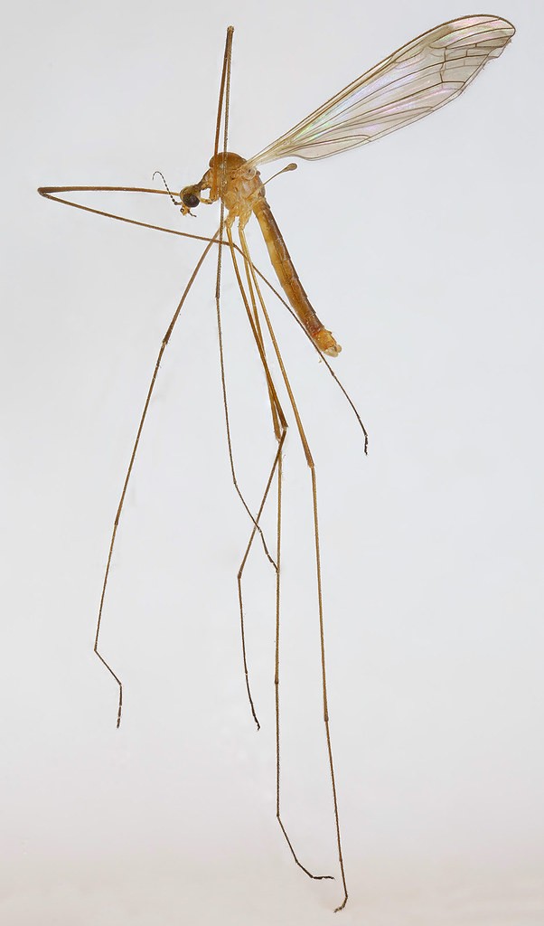Dicranomyia (Dicranomyia)