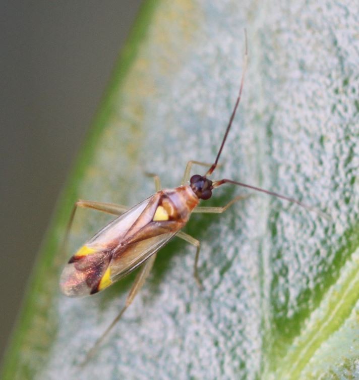 Campyloneura (Campyloneura)