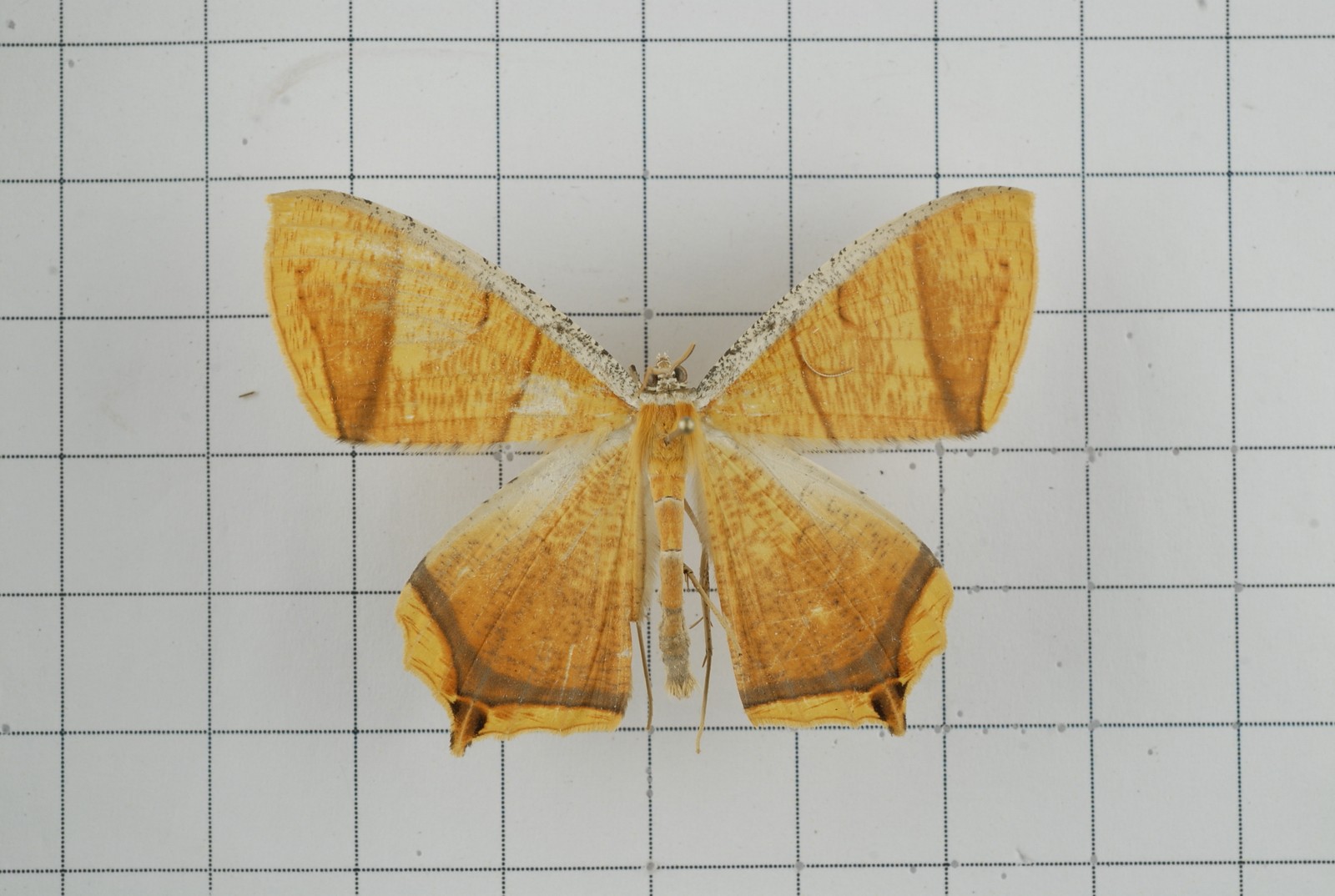 Thinopteryx (Thinopteryx)