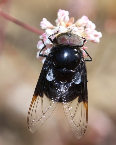 Copestylum (Copestylum)